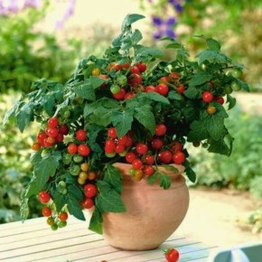 Томаты на балконе: как cultivar 'Балкони Ред' меняет подход к urban gardening