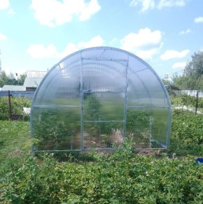 Как вырастить огурцы в теплице: полезные советы для дачников