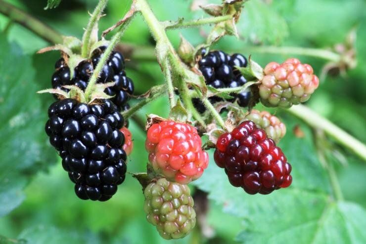 ����������� �������: �������, ���� ������ � ������