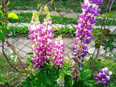 Пять великолепных многолетников, которые оживят ваш сад