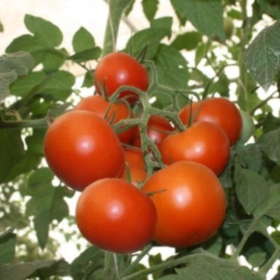 Томат «Толстый сосед»: выбор для идеального урожая в теплице