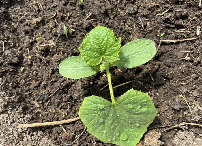 Секреты обильного урожая огурцов: идеальная подкормка