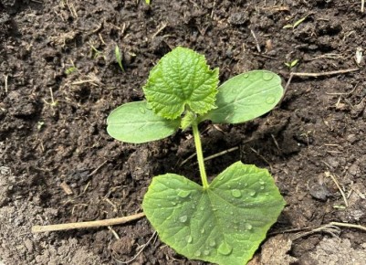 Секреты обильного урожая огурцов: идеальная подкормка