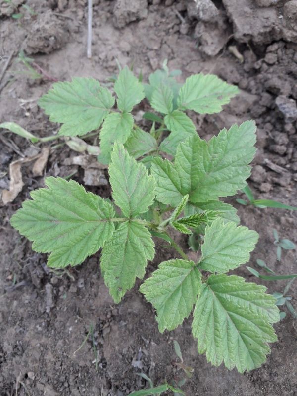 ������ ��������� ���������� �� ������: ��� ����� � 5 �� 15 �����