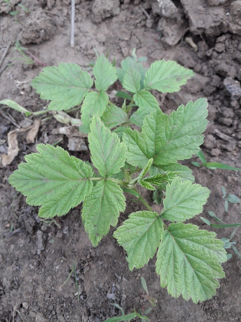 Лунный календарь огородника на апрель: что сеять с 5 по 15 числа