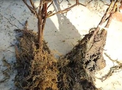 Преимущества и недостатки саженцев с открытой корневой системой