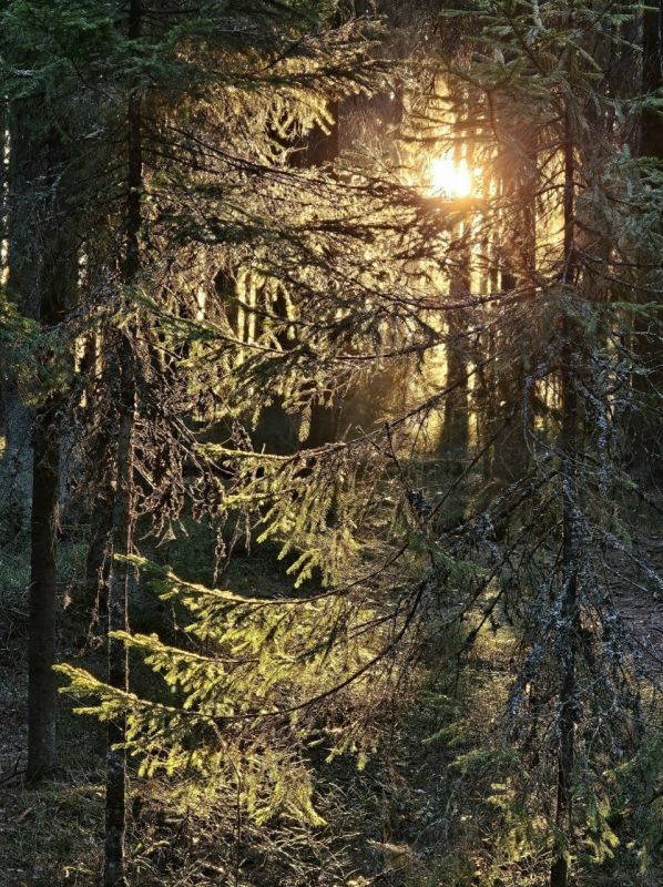 «Золотой час» в карельском лесу