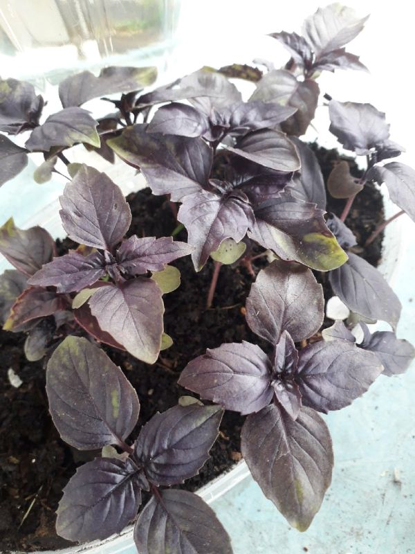 ��� ������� ��������� ������� ��� �������� � ����� �������