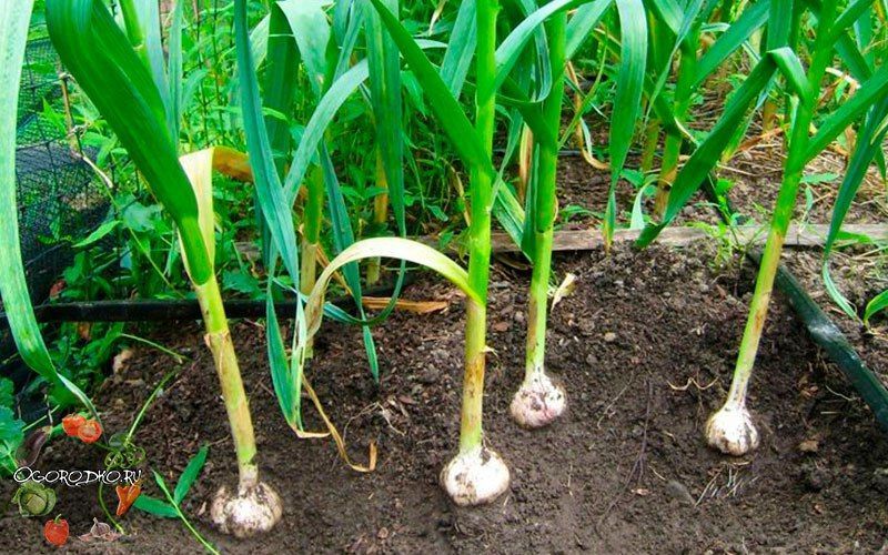 Три кита чесночного урожая: чем подкормить чеснок весной