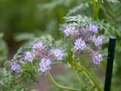 ��� ������� �������� �������� �������� �����: ������� ���������