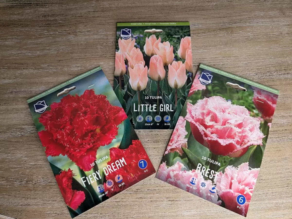 Тюльпановая лотерея: как избежать расстройства при посадке