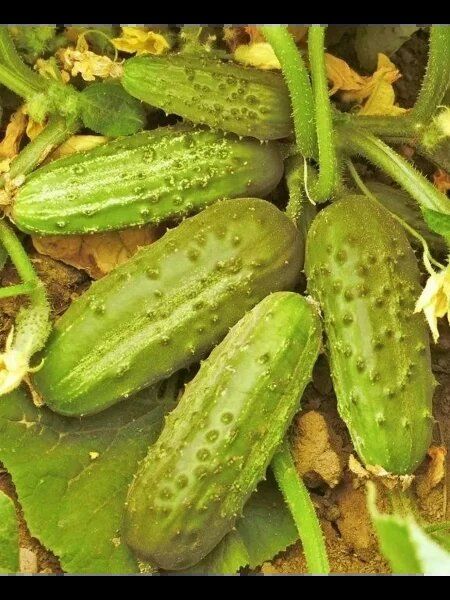 �����: ���������� ������ ��� �������� � �����������