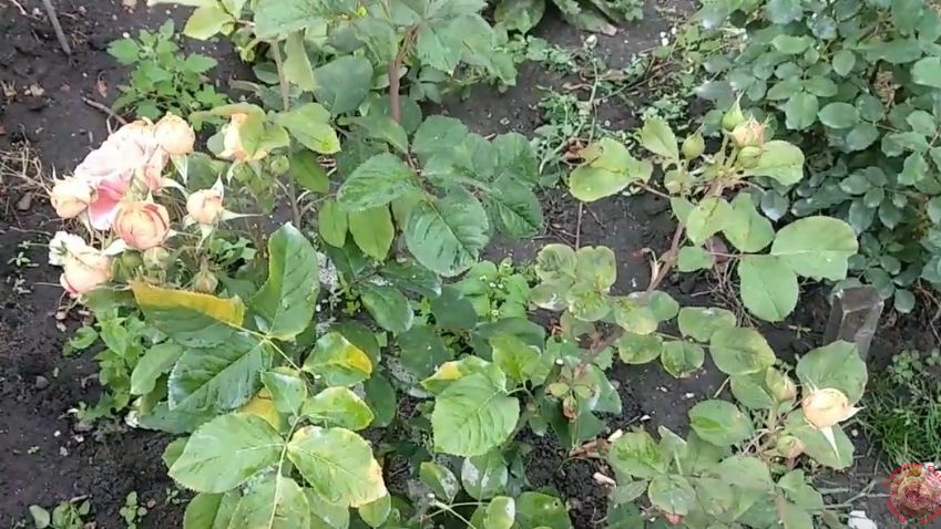 ��� �������� ����� ����� ������ ���� �� ���������� ����