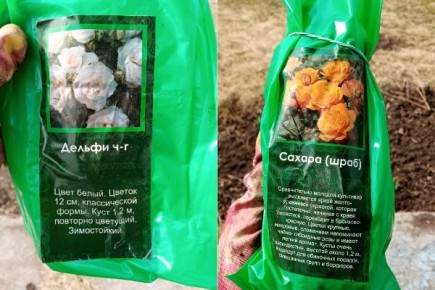 Как вырастить роскошный и ароматный сад из роз