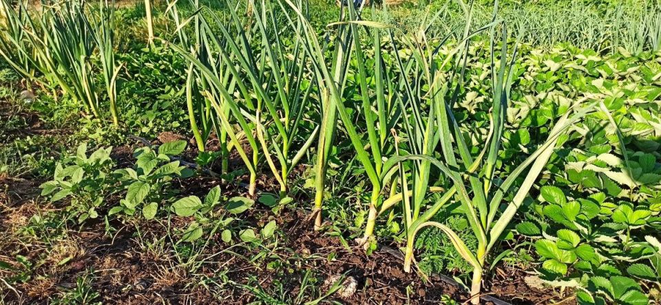 ������� ��������� ����������� �������: ��� ���������� ����� ���������� ������ � ��������� �������