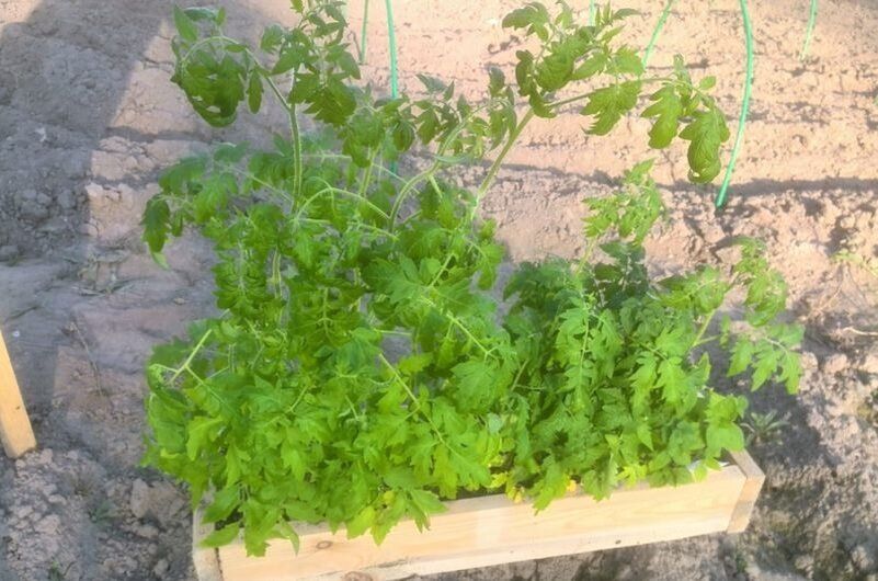 ��� ������ ������������� ������� �������: 5 ���������� �������