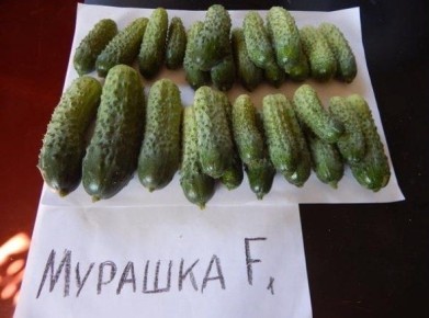 Корнишоны для заготовок: топ-5 сортов, которые стоит попробовать