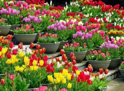 ��� ��������� �������� ��������: ������� �������� � ������� ����� �����