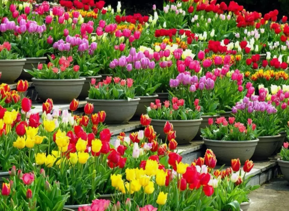 Как правильно посадить тюльпаны: секреты здоровья и красоты ваших клумб