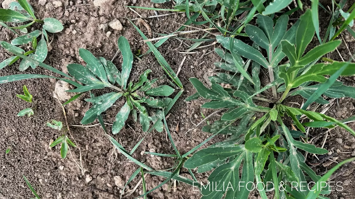 Сибех: весеннее наслаждение с яйцами и луком