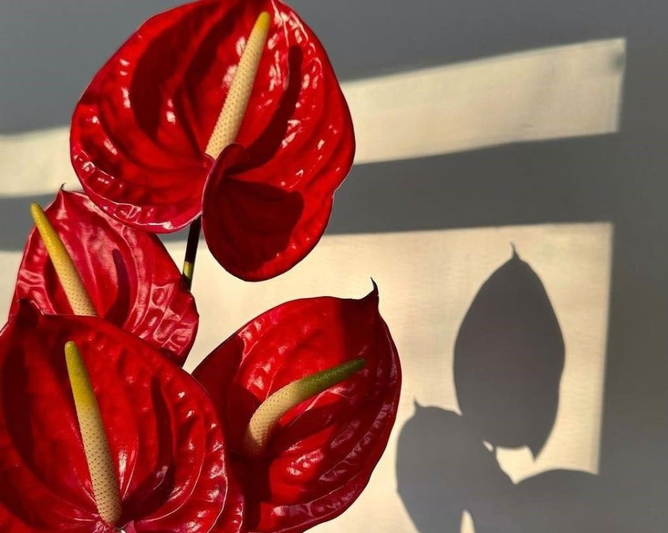 ��� ������� �������� ���������: ������ �� �����