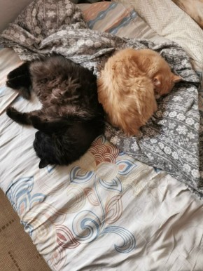 �����: ���� �������� ��� �������?