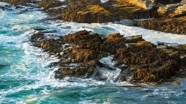 Водоросли Чили: новое удобрение для засушливых земель