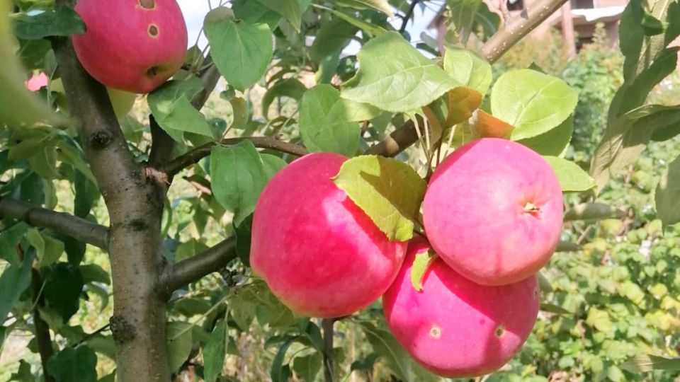 ����� ������� ��������� ������: ��� ����������� ������, ������� ������� ������