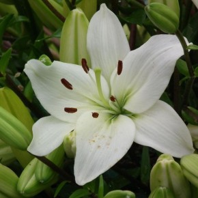 ��� �������� ��������� �������� �����: ������� ���������� �����