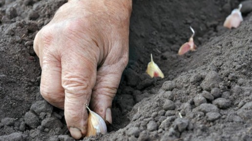 ������ ��� ����������� �������: ��� �������� �������� ������