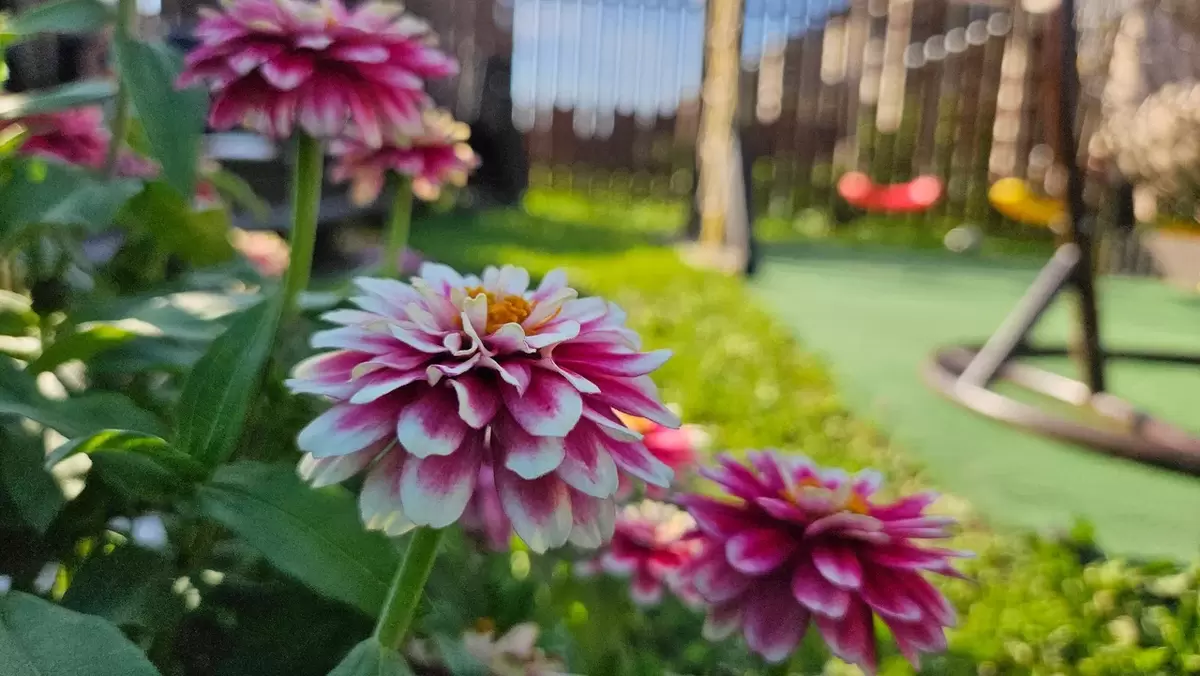 Секреты подзимнего посева: 15 цветов, которые зацветут первыми