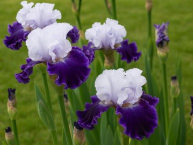 ����� ����� �� ������: ��������� ���� ������ �������