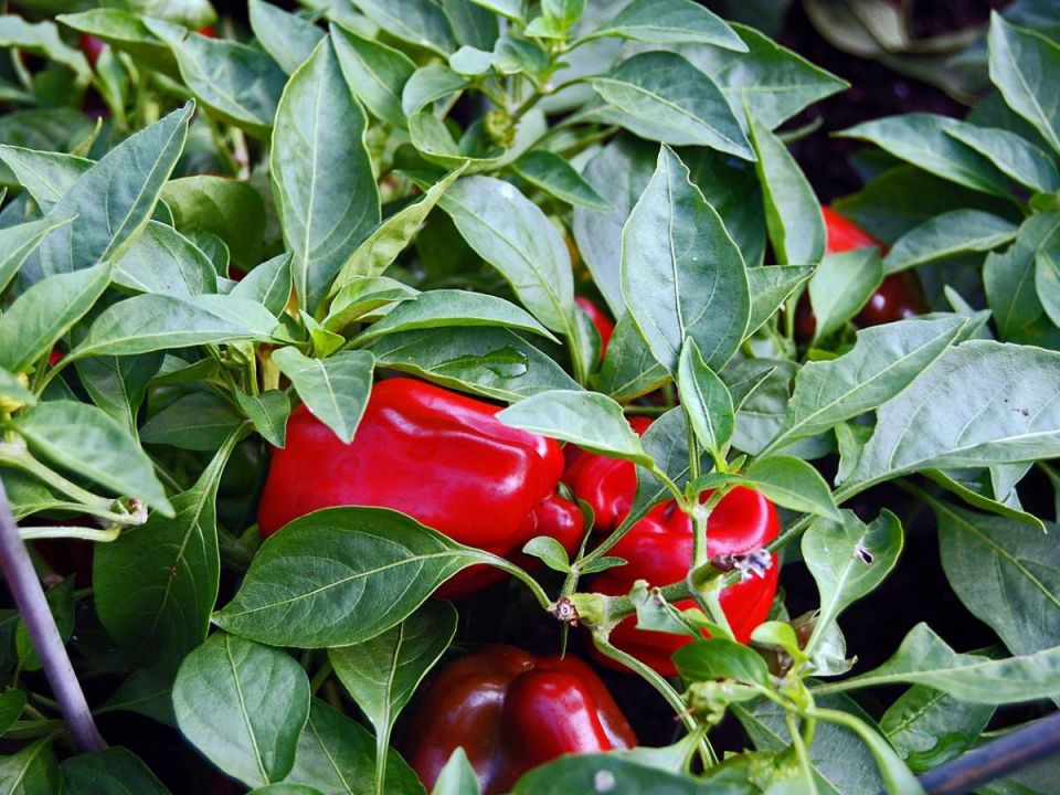 ����� ��������� ������ ������ ��� ������ �������