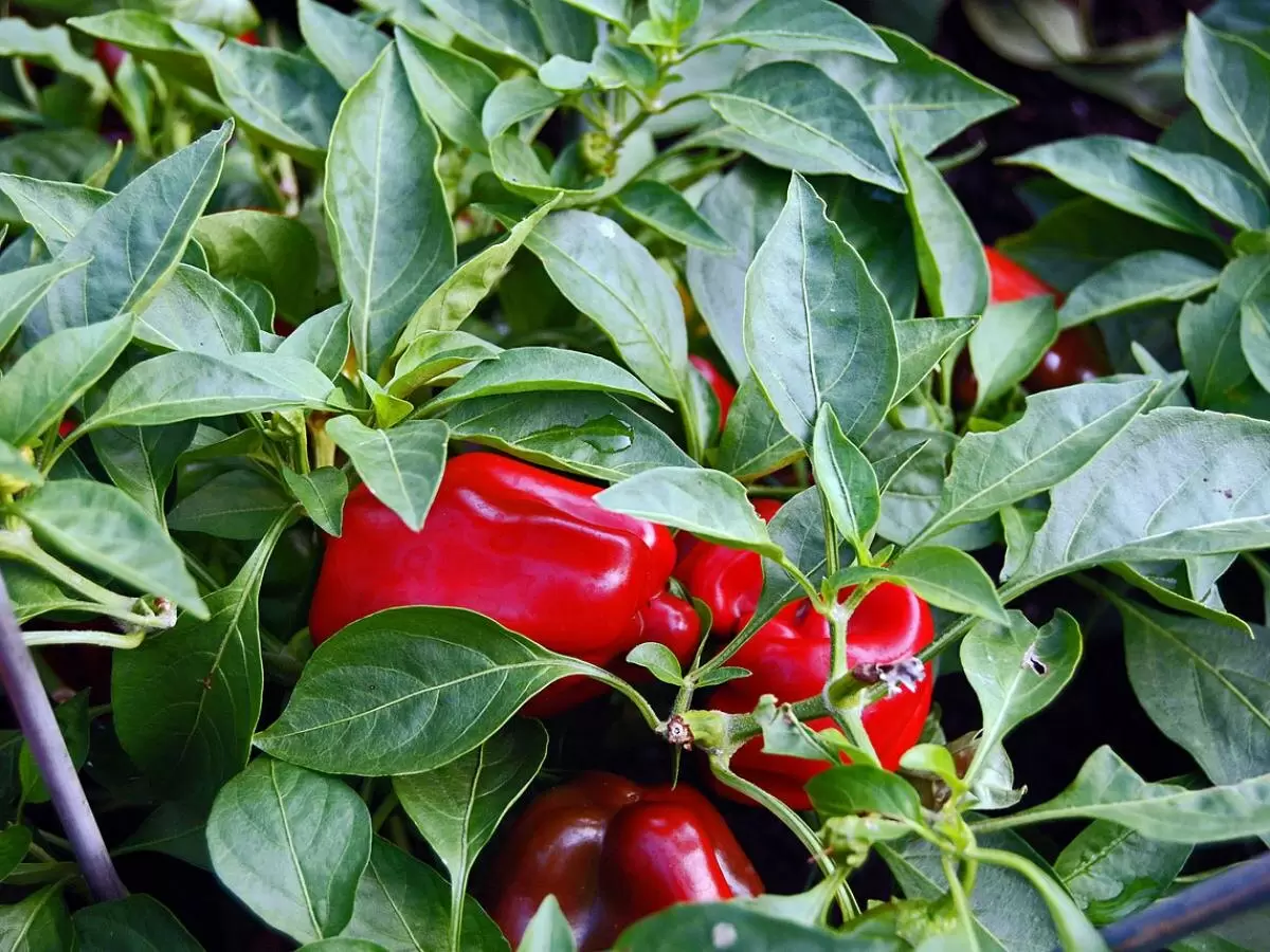 Выбор идеальных сортов перцев для вашего огорода