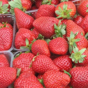 Тайны успешного ухода за клубникой: секреты, которые стоит знать каждому садоводу