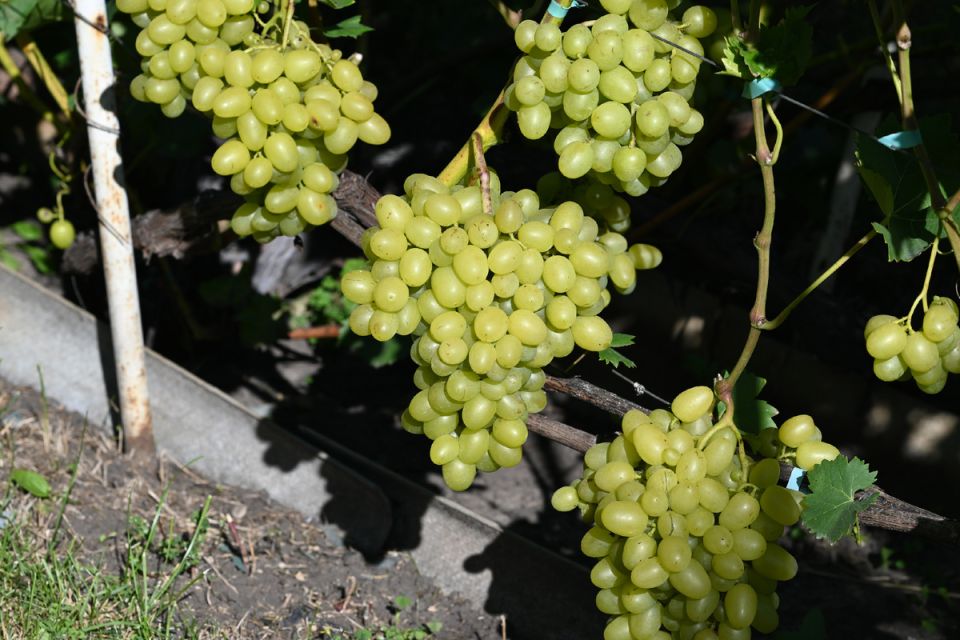 ��� ��������� �������� ��������: ������� ��������� �����