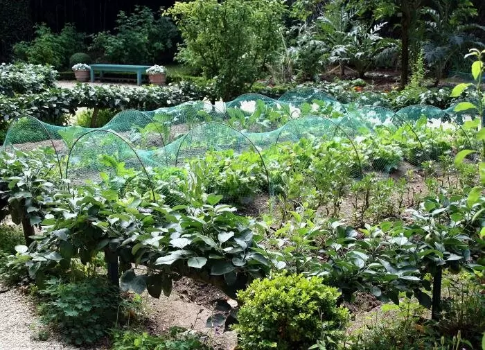 Пасынки растений: сокровища, о которых забыли садоводы