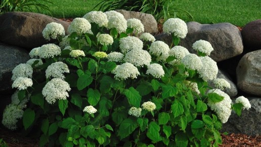 Как аспирин помогает гортензиям цвести до морозов: секреты успешного ухода