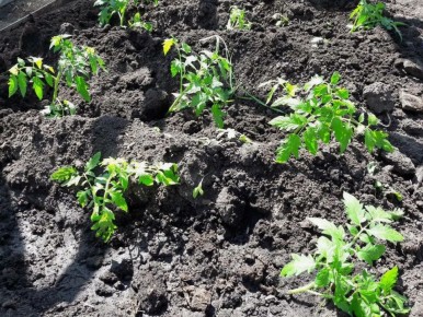 ������� ��������� ������: ��� ������ ��������� ����� �������� ���� ����