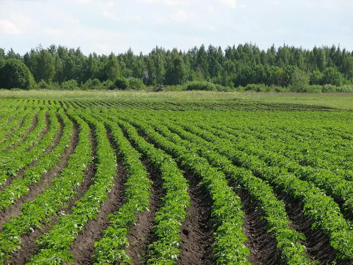 Как получить 50 вёдер картофеля с сотки: удивительный секрет урожая