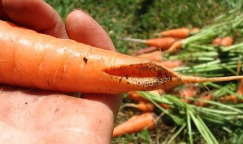 Почему морковь трескается: причины и советы для огородников