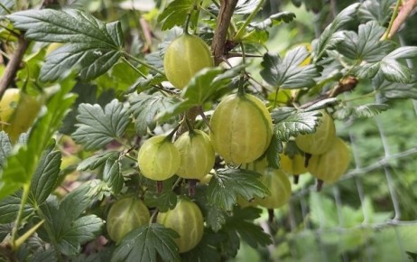 ������ ������� ����������� ����������: ������� ��� ��������� ������� ��� ���������