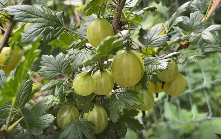 Лучшие способы размножения крыжовника: черенки как идеальный вариант для садоводов