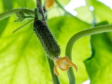 Огурец Тачанка: идеальный самоопыляемый сорт для ранних тепличных урожаев