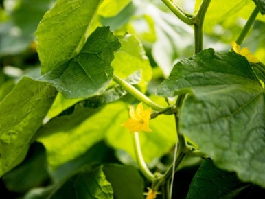 Как продлить сезон огурцов до октября: секреты поддержки урожая