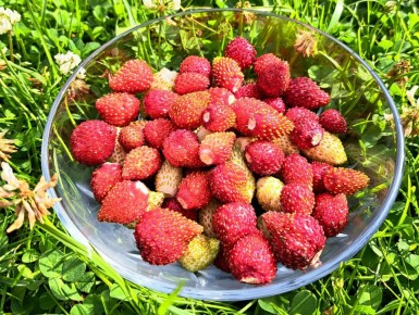 ����������� ������� ���������: ����� ��������� ������