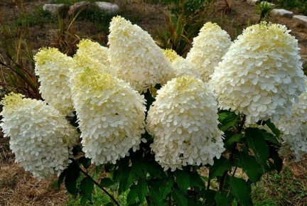 ��� ����������� ��������� � ����: ������� �������� ����� �� ������������ �����������