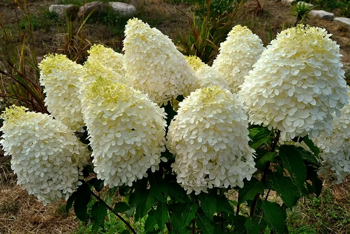 Как подготовить гортензию к зиме: секреты осеннего ухода за великолепным кустарником