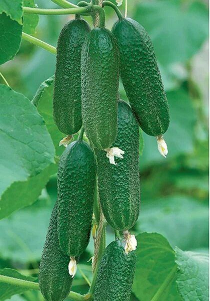 ������ ���������: ��������� ����� ��� ������� ������ � ������� ���������