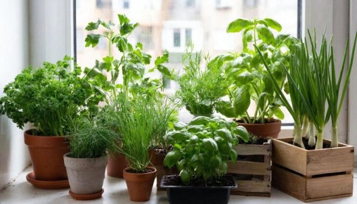 Мини-огород на подоконнике: как украсить дом и защитить цветы